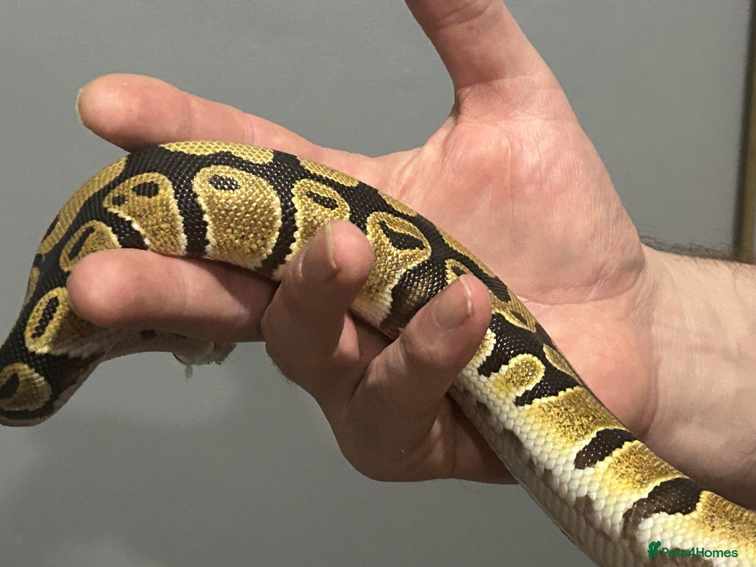 Python Snake reptiles for sale: Male python 5 months old - Advert 4