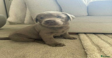 Labrador Retriever dogs in Wantage - Advert 3