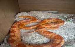 Corn Snake reptiles for sale: Male and female corn snakes - Image 5