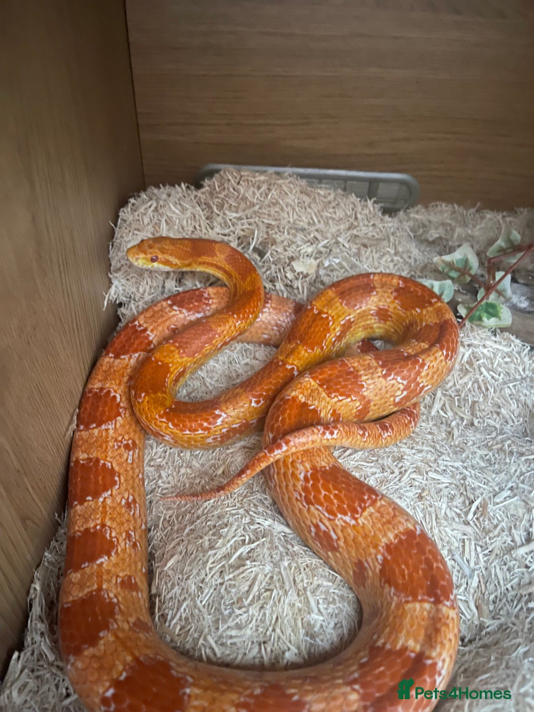 Corn Snake reptiles for sale: Male and female corn snakes - Image 5