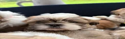 Shih Tzu dogs for sale: Shih Tzu - Advert 5