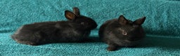 Netherland Dwarf rabbits for sale: Netherland Dwarf - Advert 4