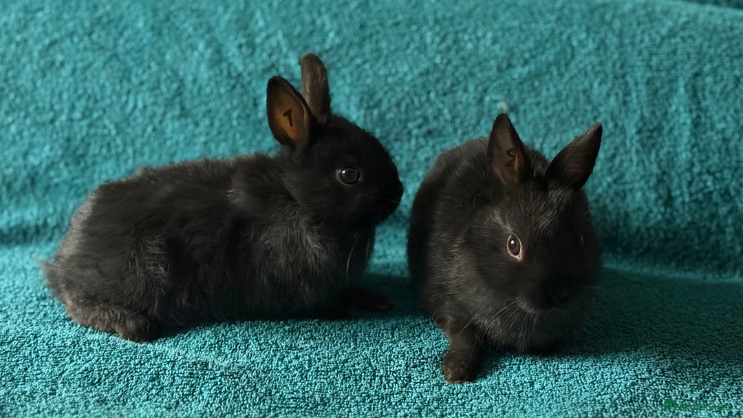 Netherland Dwarf rabbits for sale: Netherland Dwarf - Advert 4