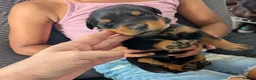 Rottweiler dogs for sale: 🪐🪐Fantastic chunky big bone pups🌞get them now🌞 in Perth - Advert 1