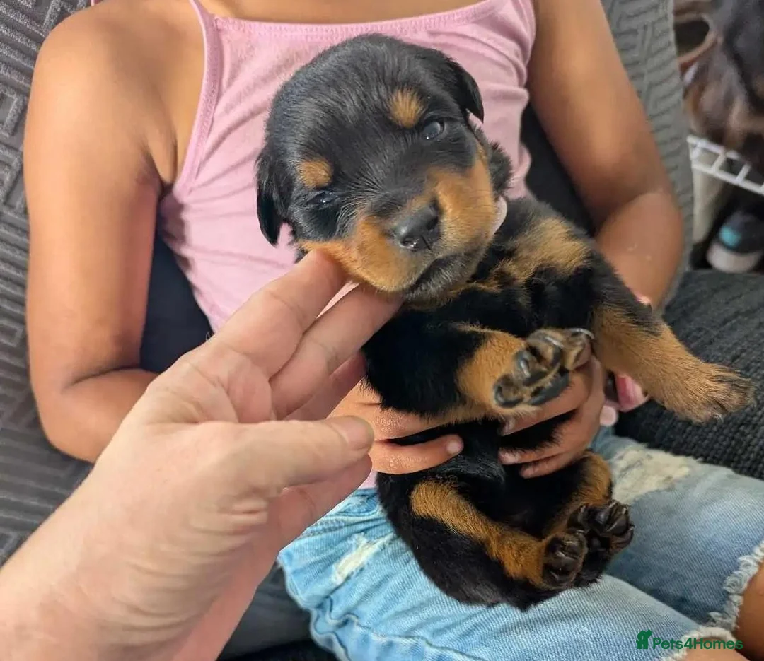 Rottweiler dogs for sale: 🪐🪐Fantastic chunky big bone pups🌞get them now🌞 in Perth - Advert 1