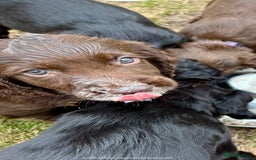 Sprocker dogs for sale: Adorable sprockers  - Image 23