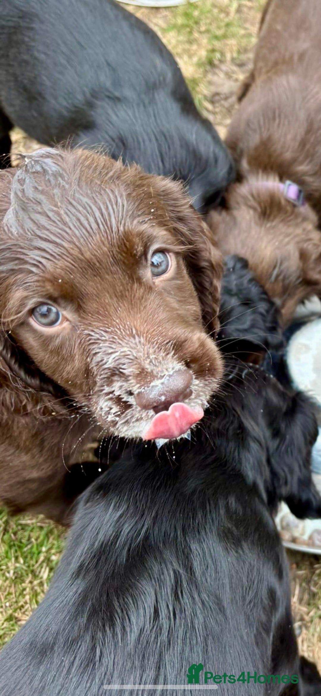 Sprocker dogs for sale: Adorable sprockers  - Image 23