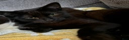 Domestic Shorthair cats for sale: twin males bonded pair - Advert 7