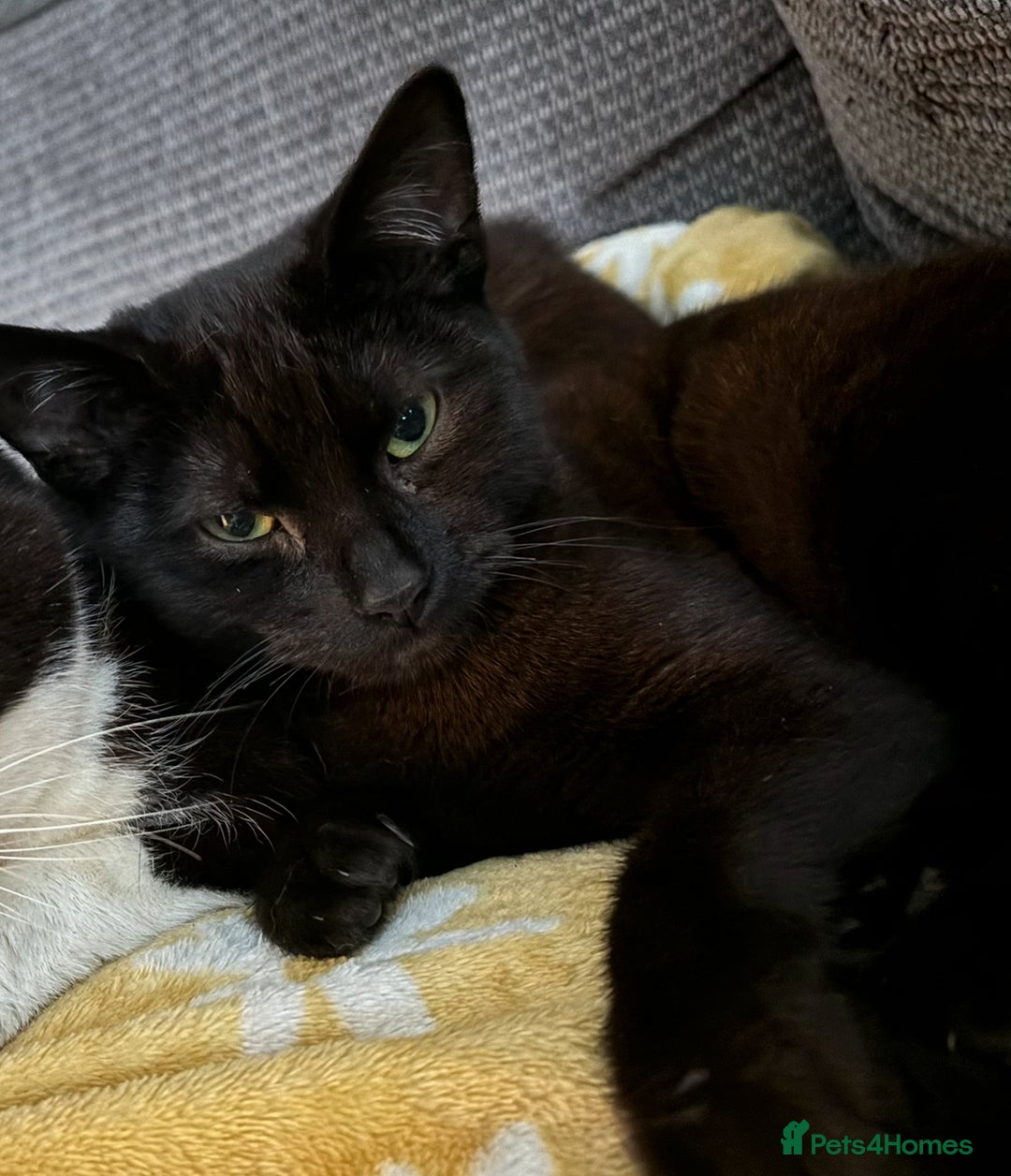 Domestic Shorthair cats for sale: twin males bonded pair - Advert 7