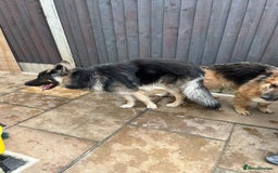 German Shepherd dogs for stud: Blue kc gsd stud  in Oldham - Image 13