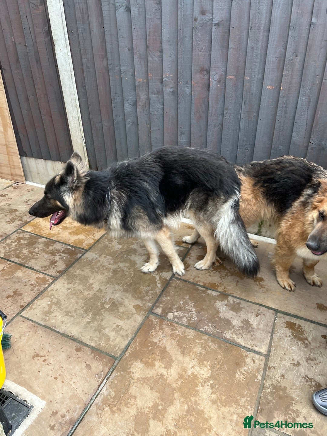 German Shepherd dogs for stud: Blue kc gsd stud  in Oldham - Image 13