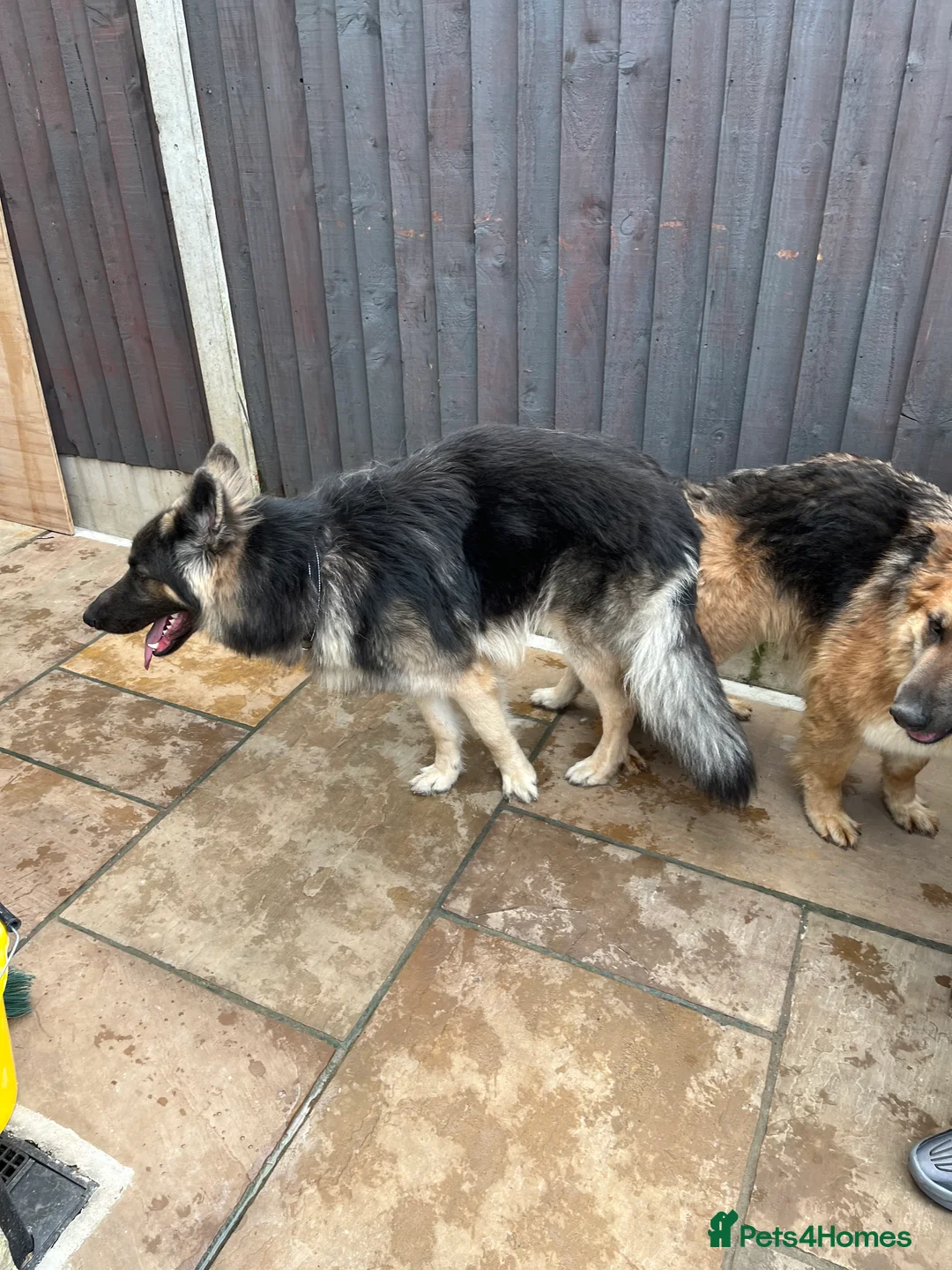German Shepherd dogs for stud: Blue kc gsd stud  in Oldham - Advert 13