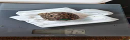 Tortoise reptiles for sale: Leopard spotted tortoises - Advert 8