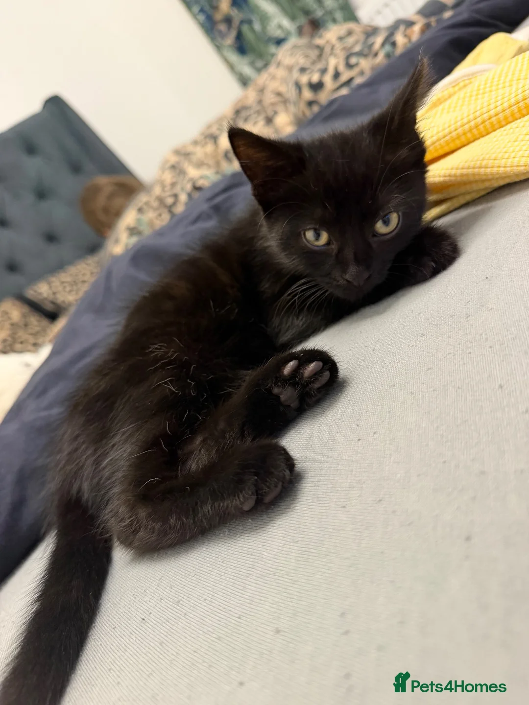 Mixed Breed cats for sale: Adorable black kitten male for Adoption  in Chertsey - Advert 1
