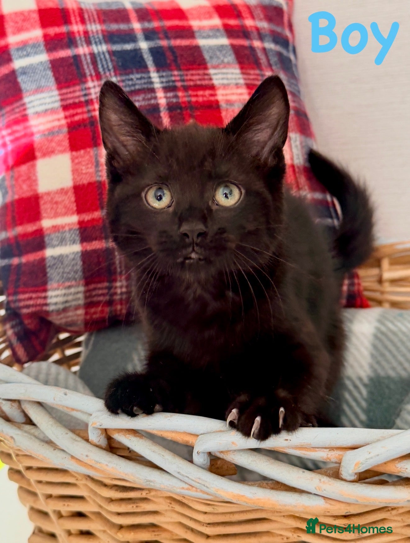 Mixed Breed cats 🐾❤️ Ragdoll X Shorthair Kittens ❤️🐾 - Advert 2