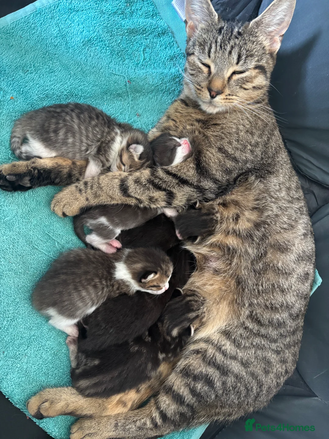 Domestic Shorthair cats for sale: Tabby domestic short hair kittens  - Advert 3