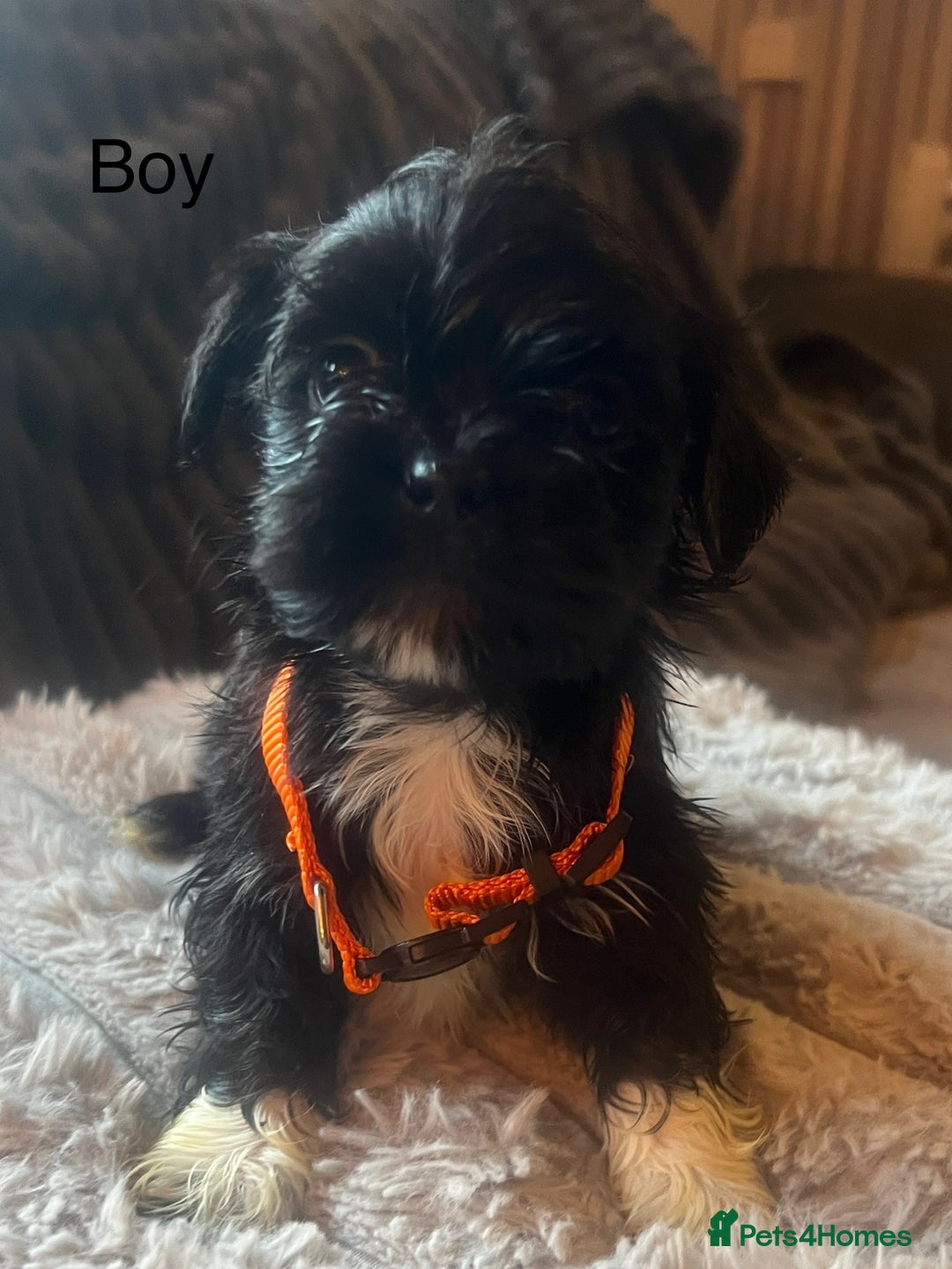 Lhasa Apso dogs for sale: KC Registered Lhasa Apso Puppies For Sale - Advert 4