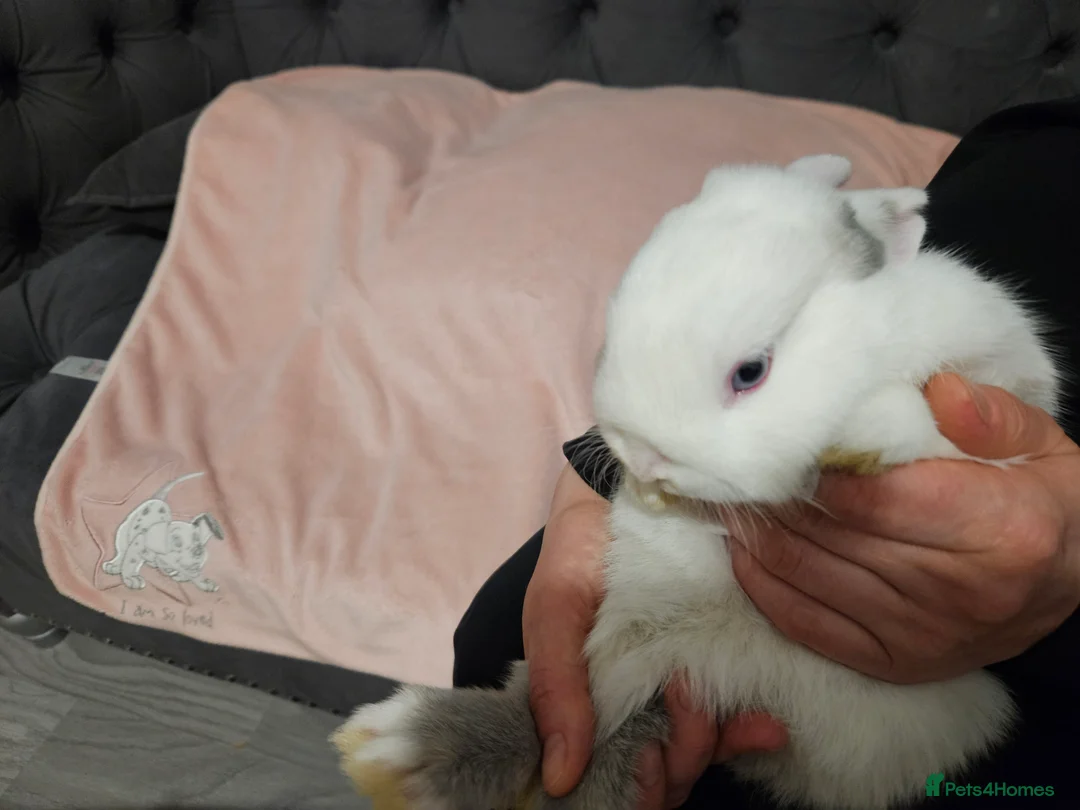 Mixed Breed rabbits for sale: Northandwaf  - Advert 22