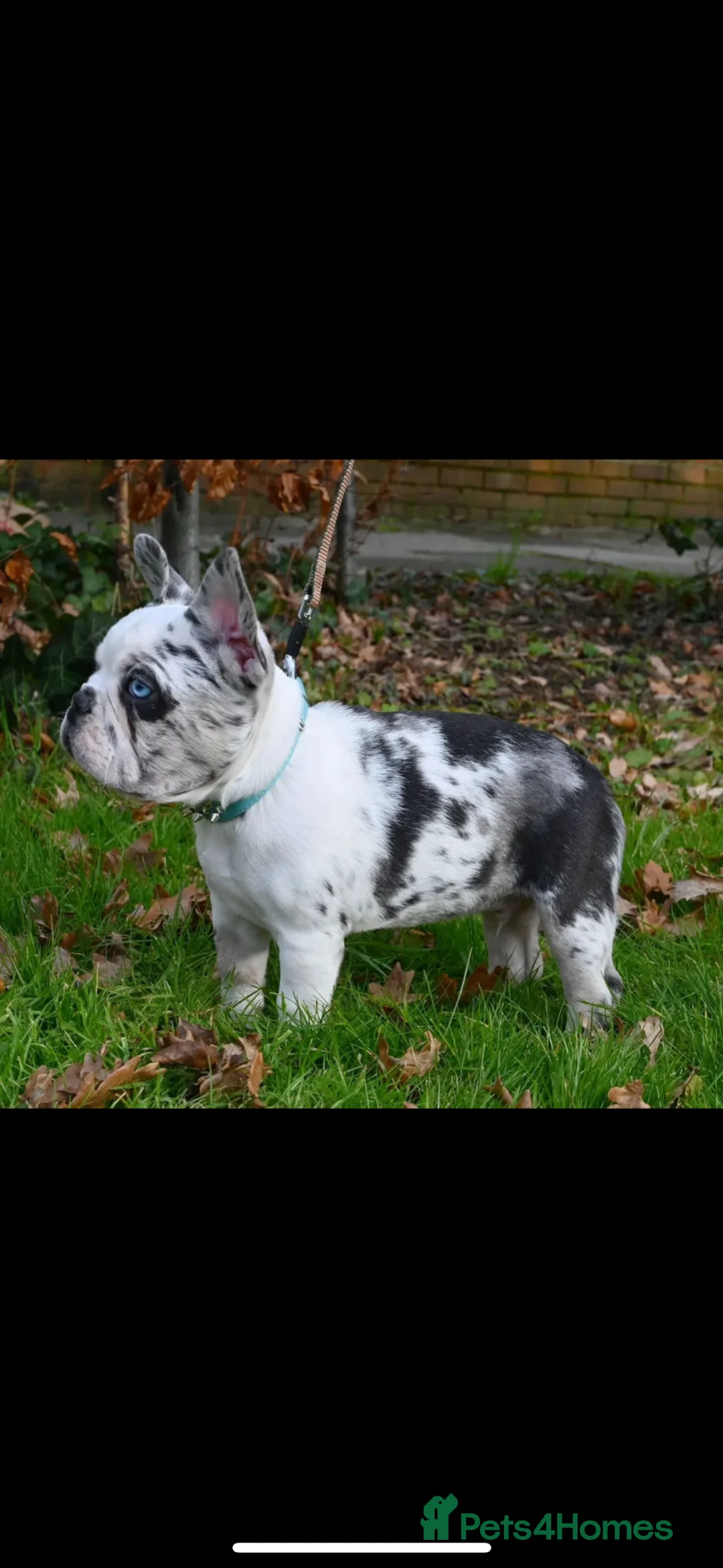French Bulldog dogs for stud: pup-back deal|7 panel clear - Advert 2