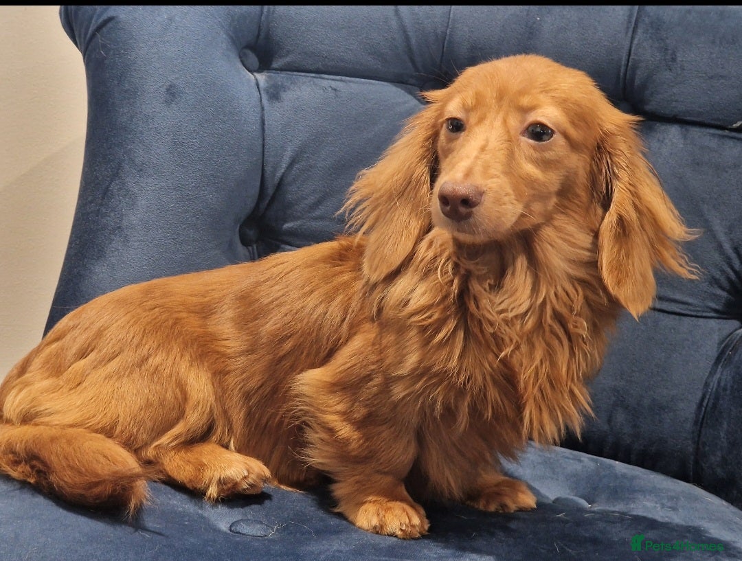 Miniature Dachshund dogs for sale: Cream Mini longhair Dachshund - Image 15