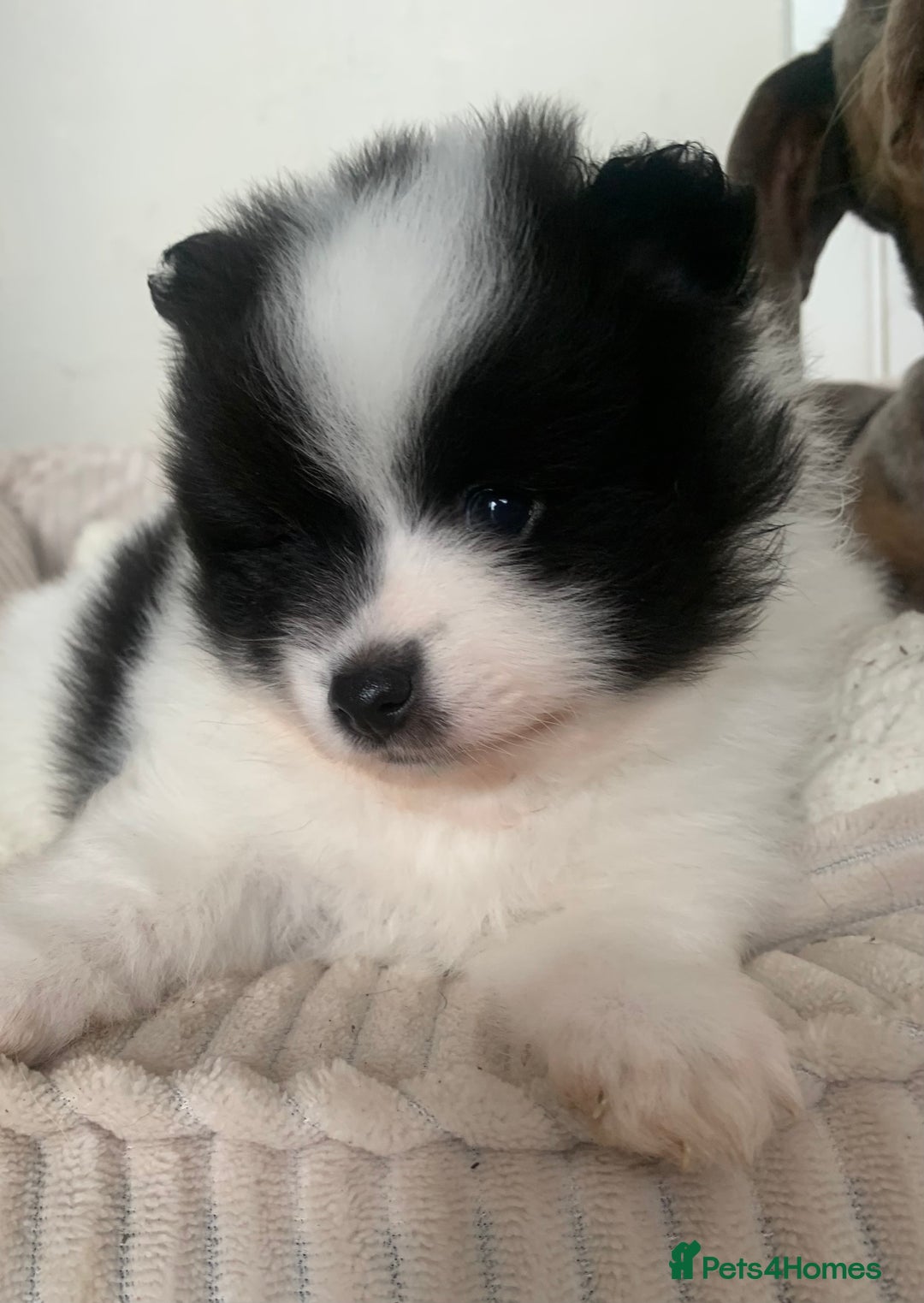 Pomeranian dogs for sale: Beautiful Pomeranian puppies ❤️ - Image 8