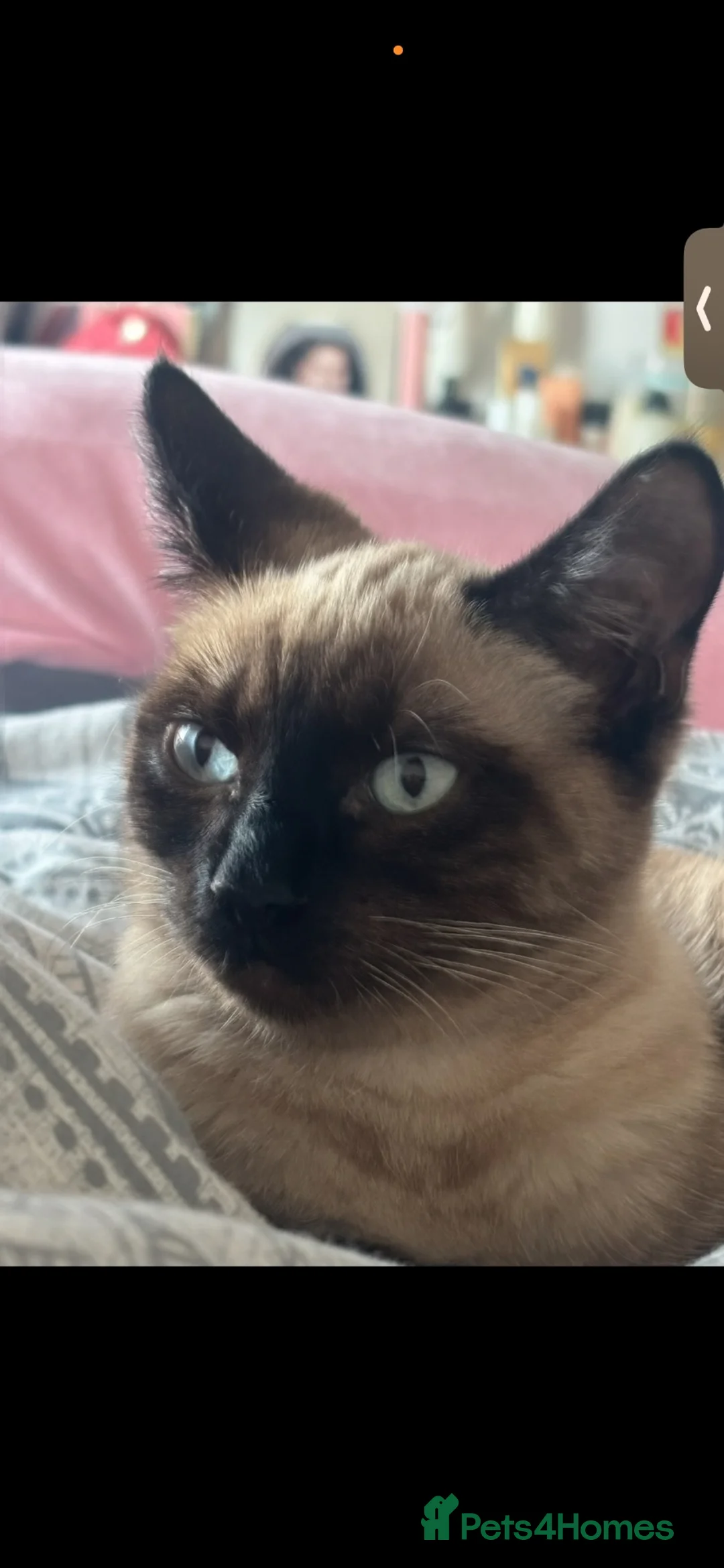 Mixed Breed cats for sale: Beautiful Kittens Looking for Their Forever Homes! - Advert 1