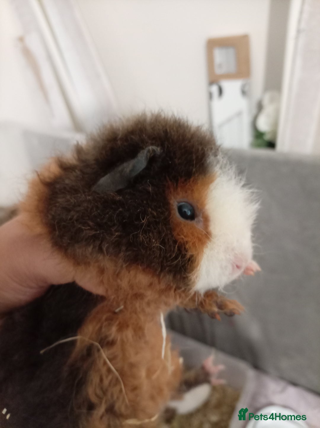 Guinea Pig rodents for sale: Ginea pigs for sale  - Image 8
