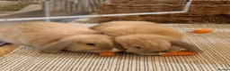 Mini Lop rabbits for sale: Two Beautiful Male Mini Lops with enclosure  in Aylesford - Advert 5