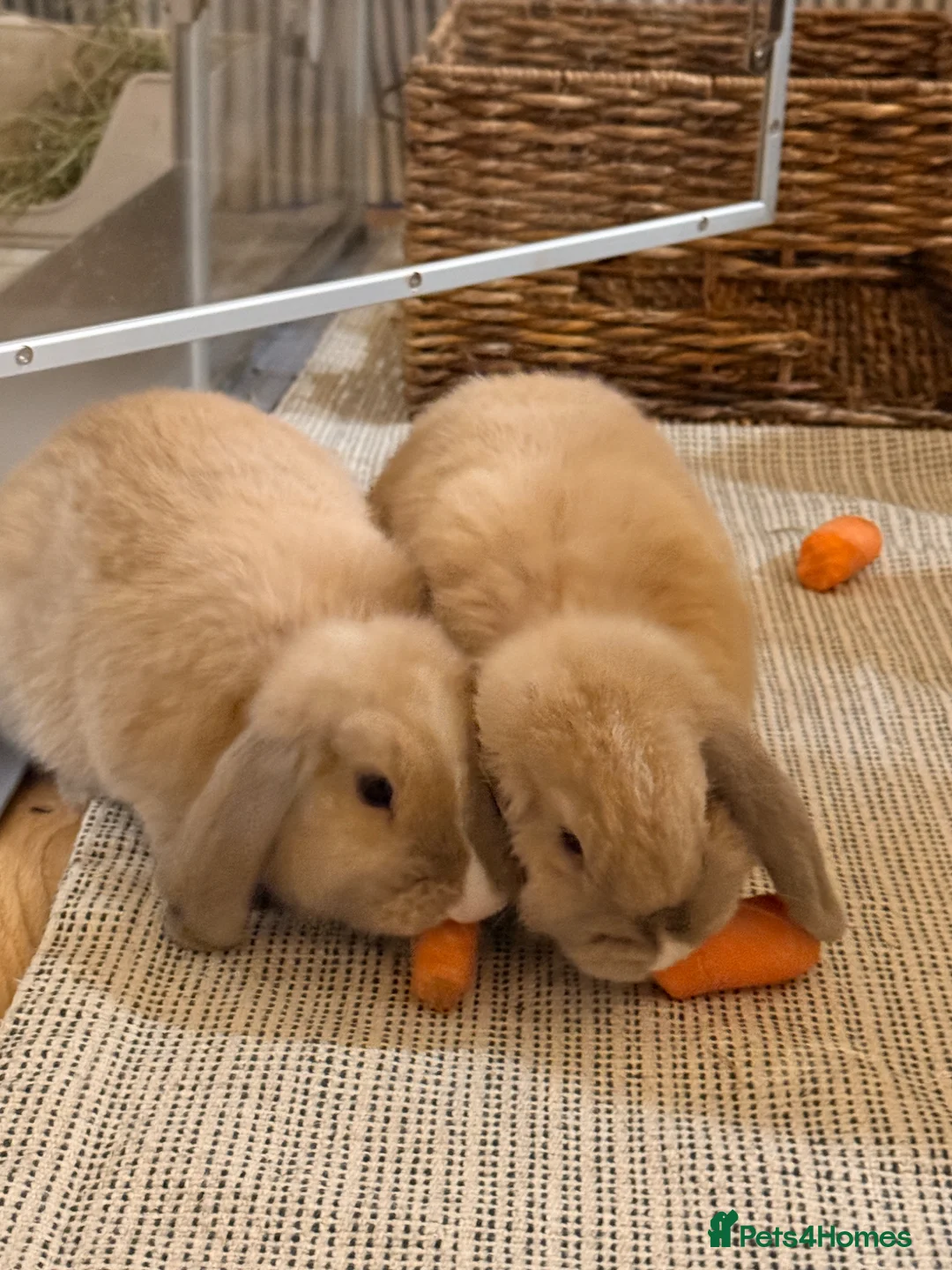 Mini Lop rabbits for sale: Two Beautiful Male Mini Lops with enclosure  in Aylesford - Advert 5