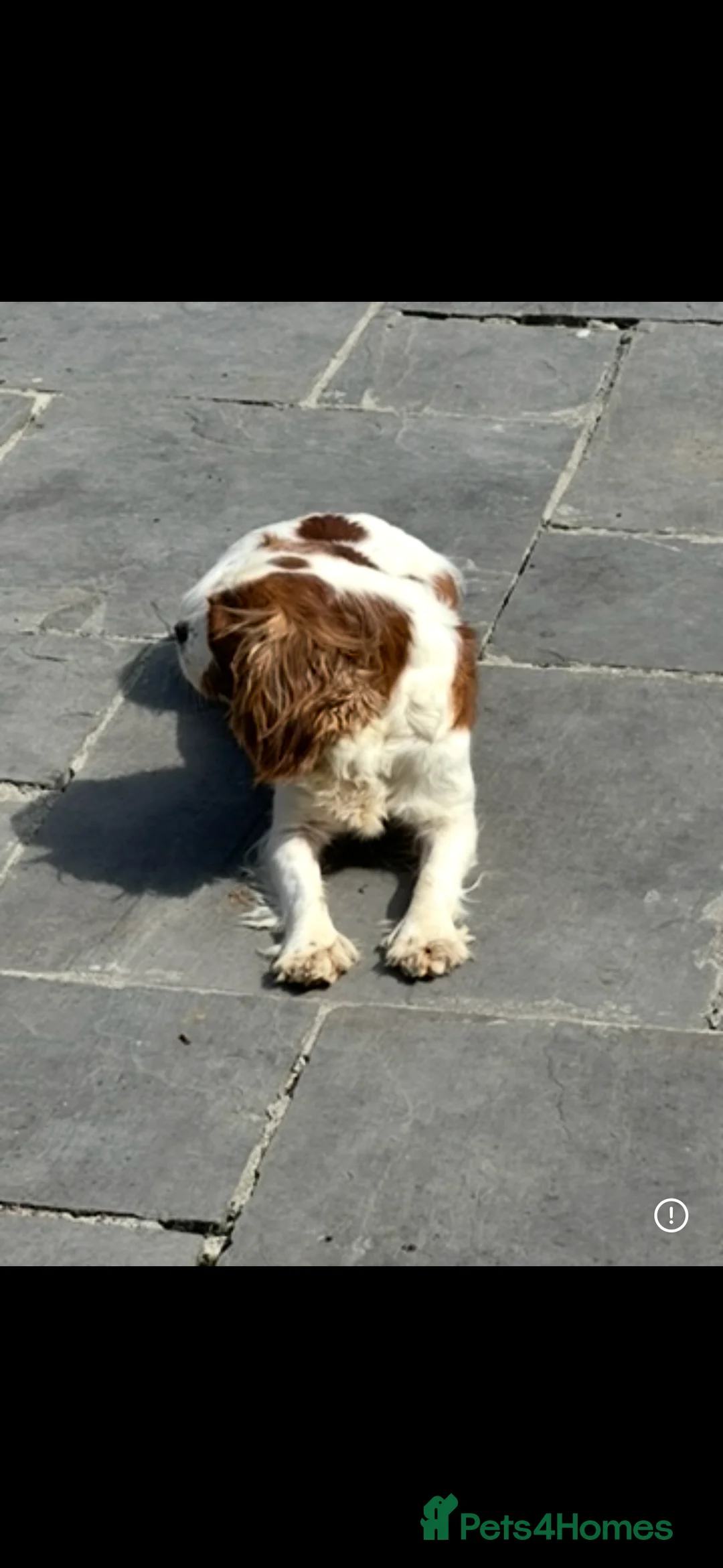 Cavapoo dogs for sale: Stunning cavapoo puppies ready now  - Advert 2