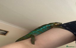 Chameleon reptiles for sale: Male chameleon and full set up  - Image 7