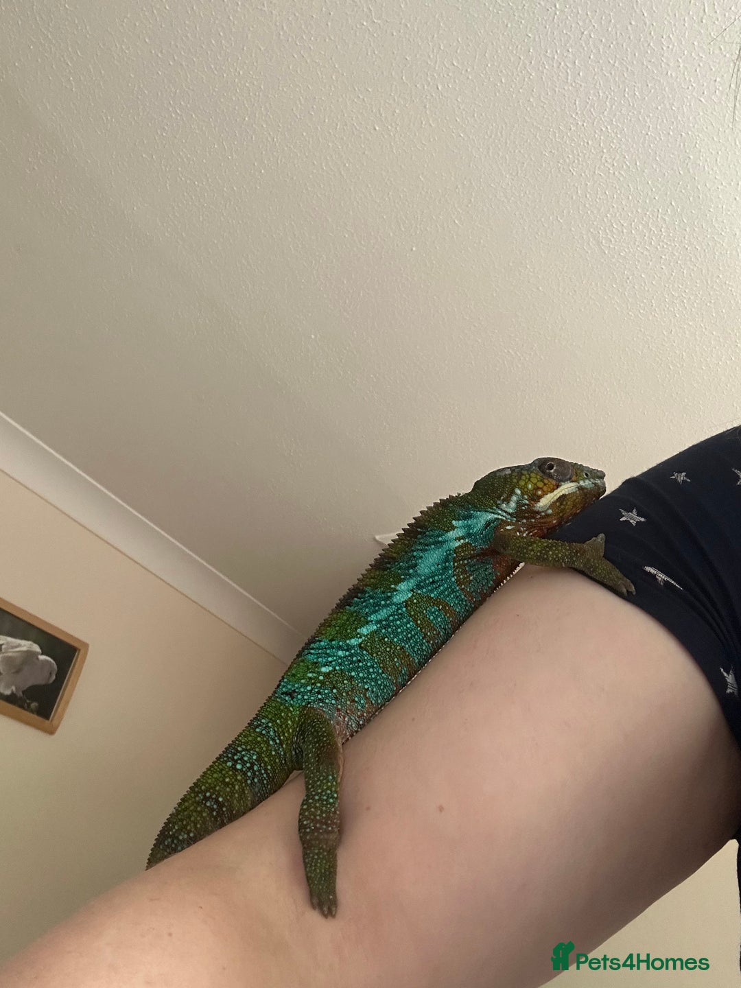 Chameleon reptiles for sale: Male chameleon and full set up  - Image 7