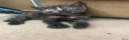 Mixed Breed cats for sale: Gorgeous kittens for sale  - Advert 2