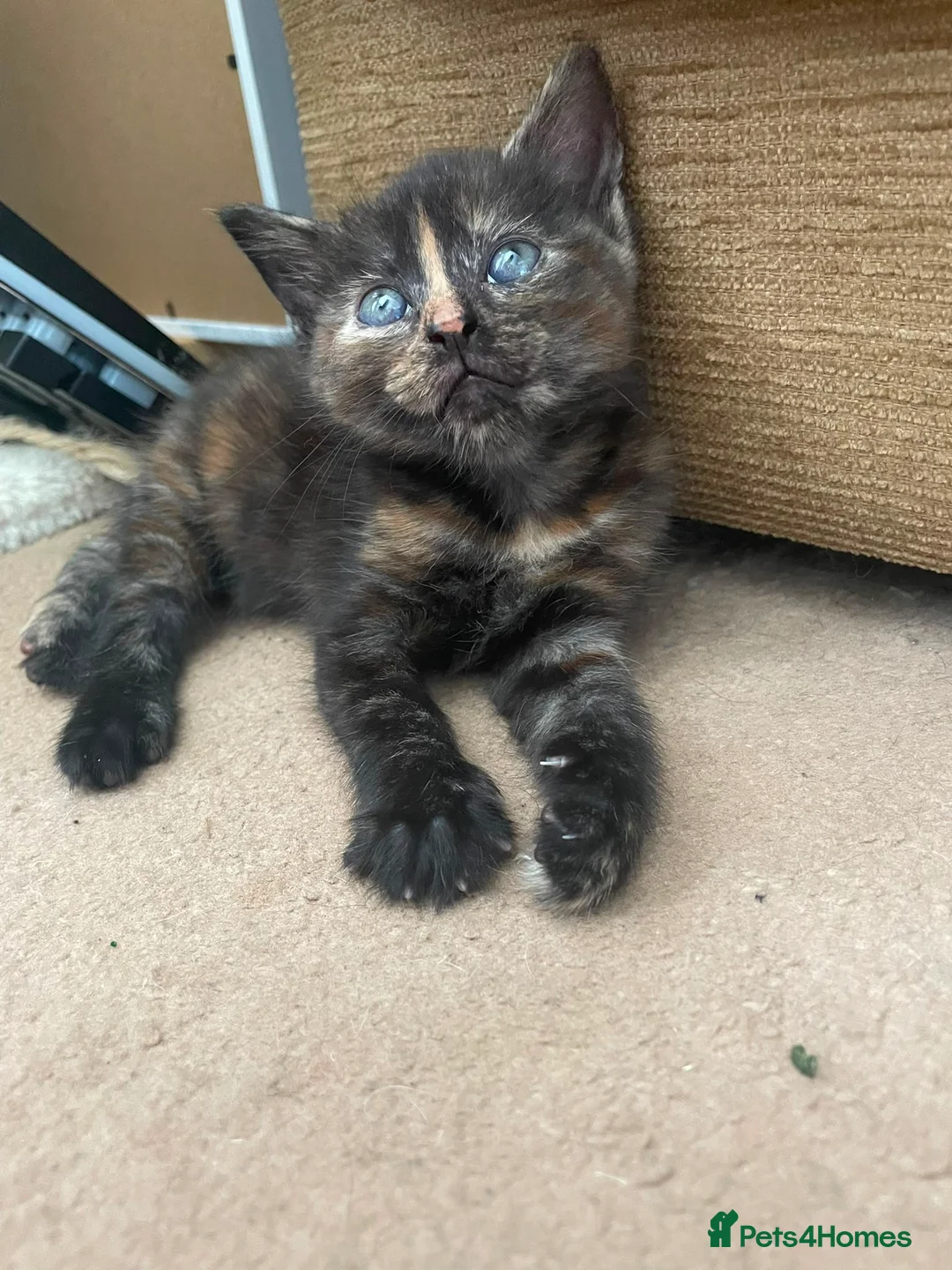 Mixed Breed cats for sale: Gorgeous kittens for sale  - Advert 2