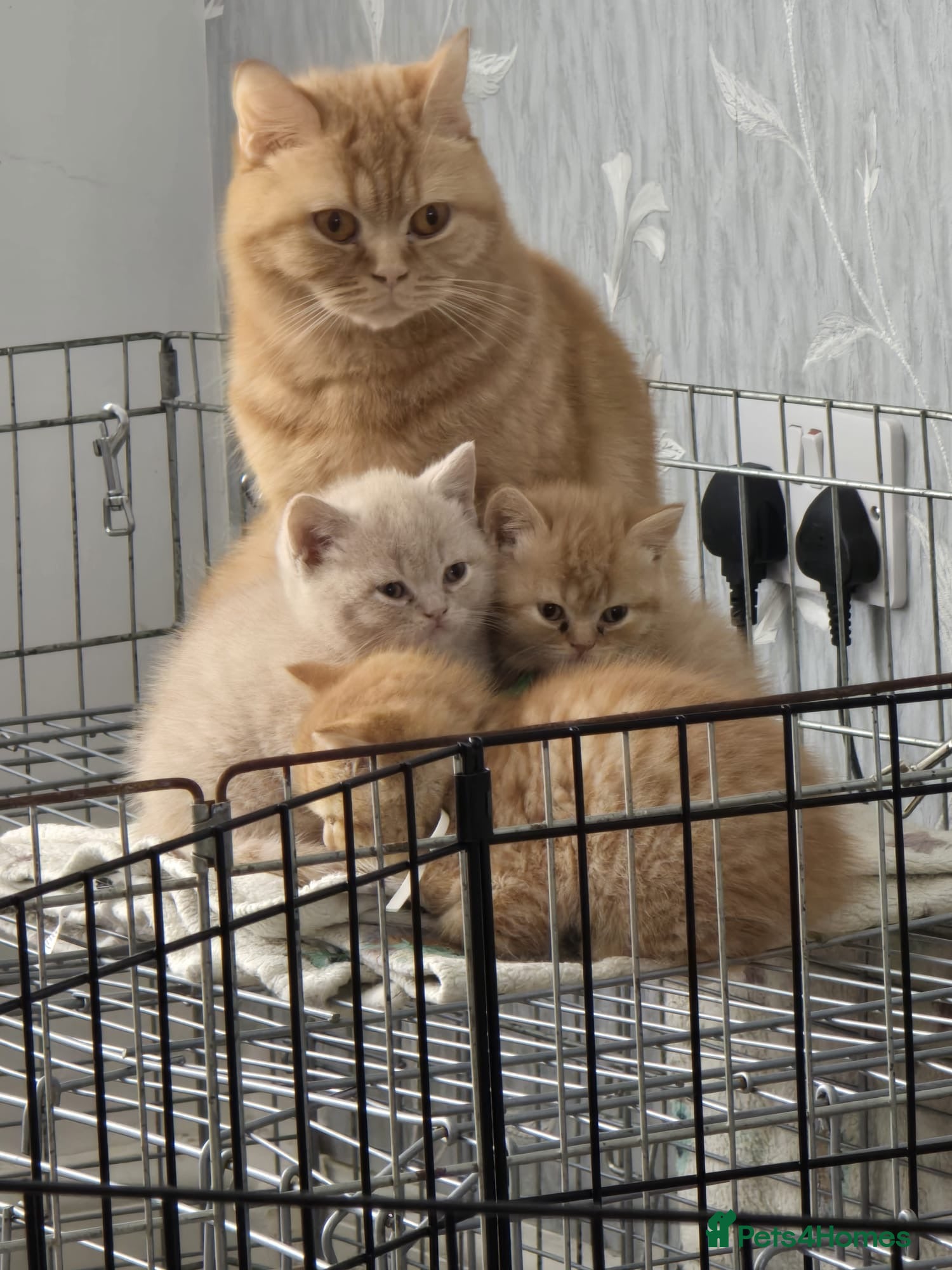 British Shorthair cats GCCF RED BHS READY NOW - Advert 12