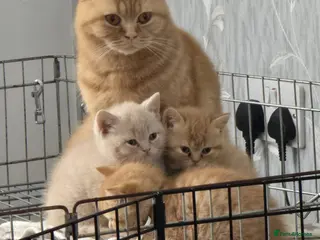 British Shorthair cats GCCF RED BHS READY NOW - Advert 12