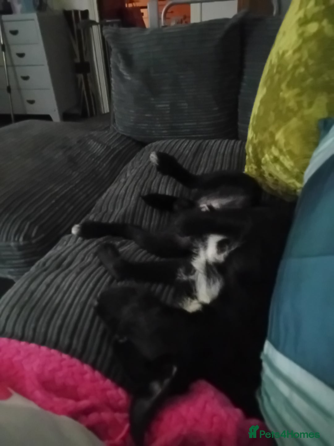 Patterjack dogs for sale: Natterjack for sale - Advert 2