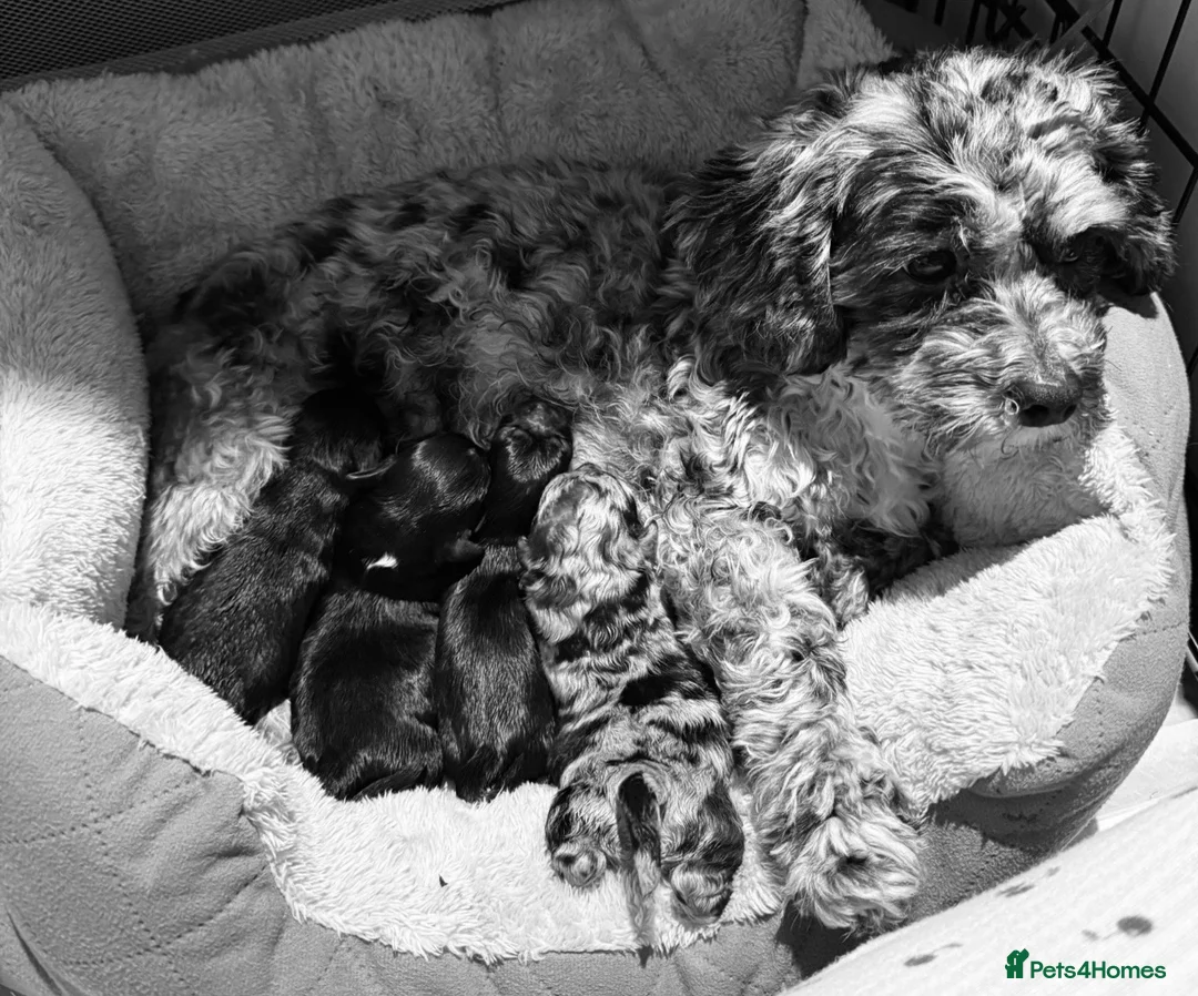Schnoodle dogs for sale: miniature/toy schnoodle puppies  - Advert 2