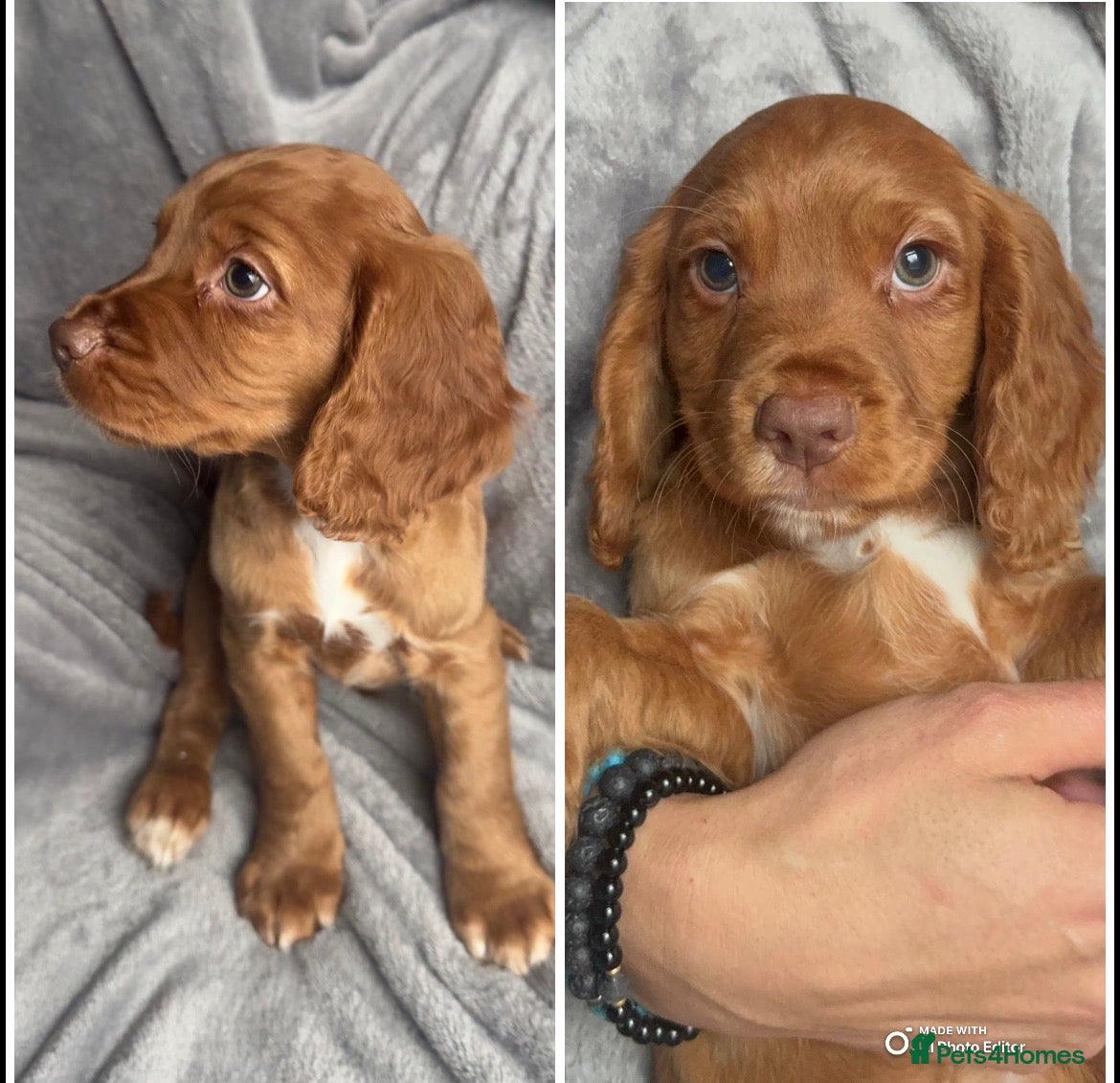 Cocker Spaniel dogs 1 BOY READY NOW! KC registered Cocker spaniel  - Advert 13