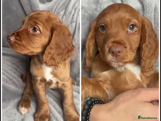 Cocker Spaniel dogs 1 BOY READY NOW! KC registered Cocker spaniel - Advert 13