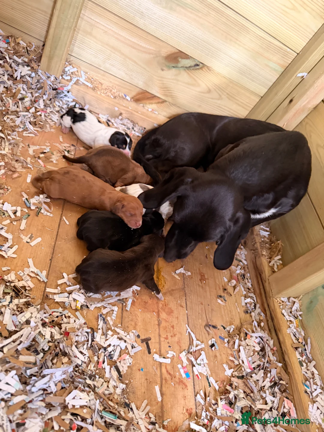 Dachshund dogs for sale: Isabella Dachshund  - Advert 1