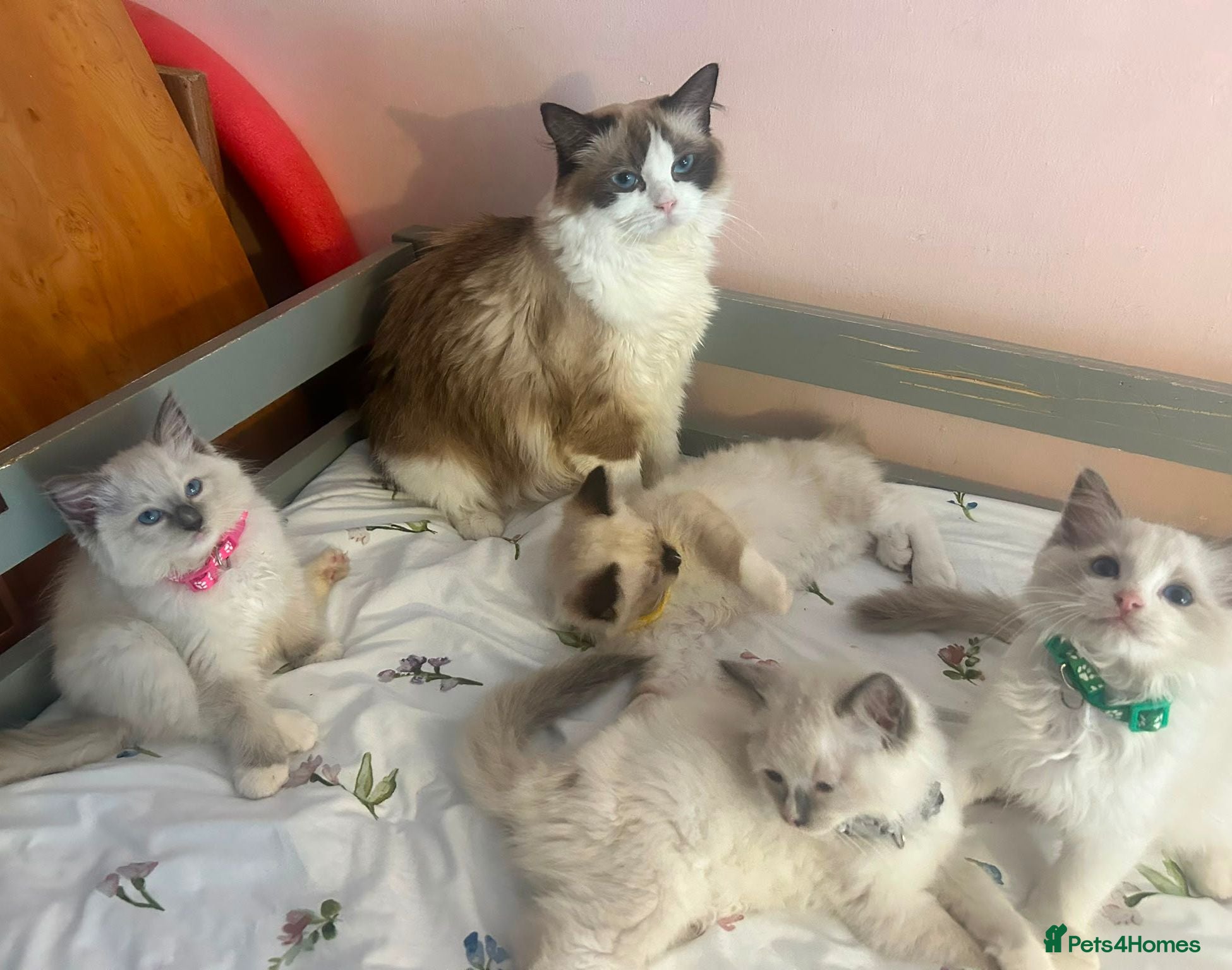 Ragdoll cats Beautiful Ragdoll kittens  - Advert 11