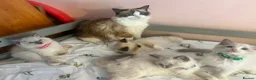 Ragdoll cats for sale: Beautiful Ragdoll kittens  - Advert 4