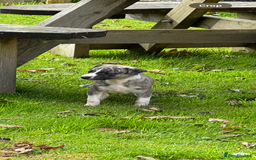 Whippet dogs for sale: SUPER KC Whippet puppies Show bred - Image 20