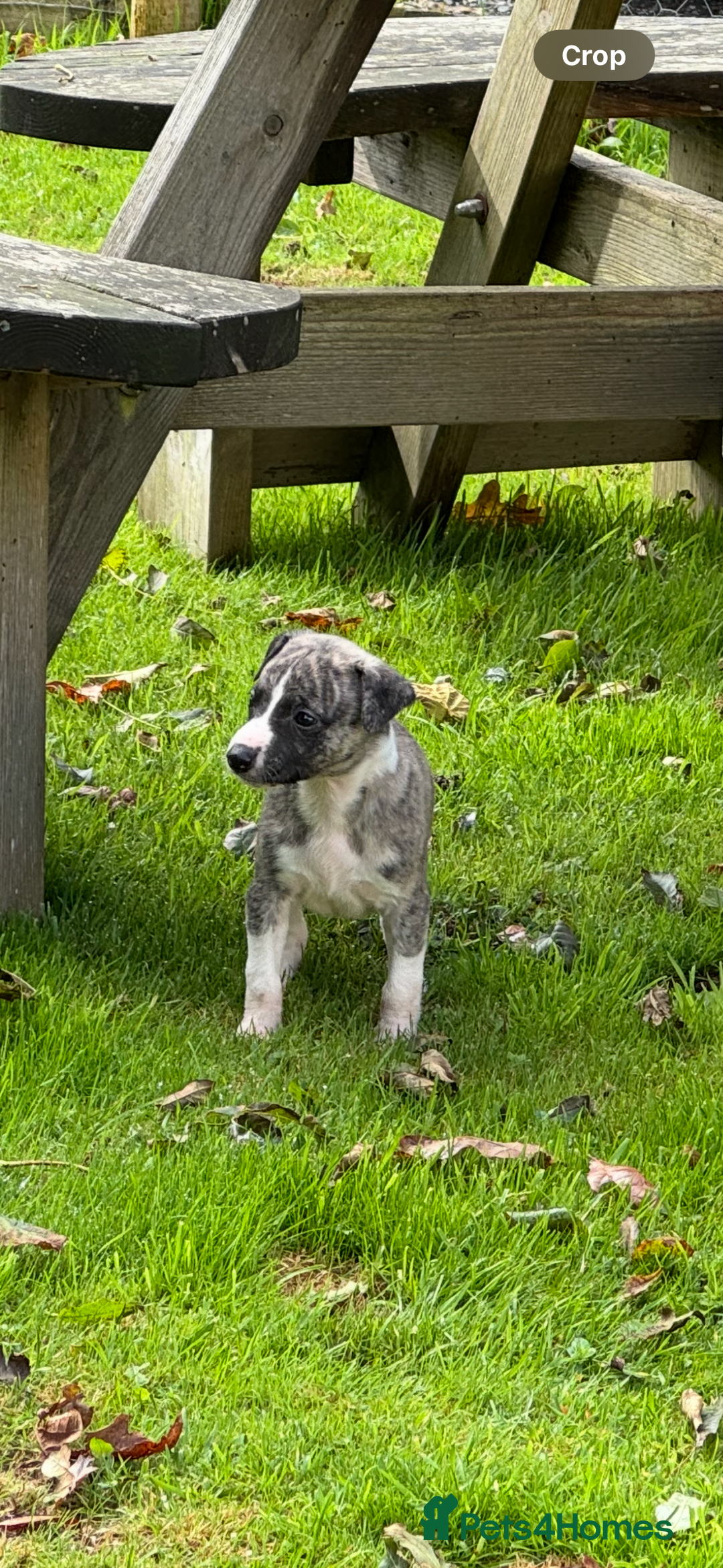 Whippet dogs for sale: SUPER KC Whippet puppies Show bred - Image 20