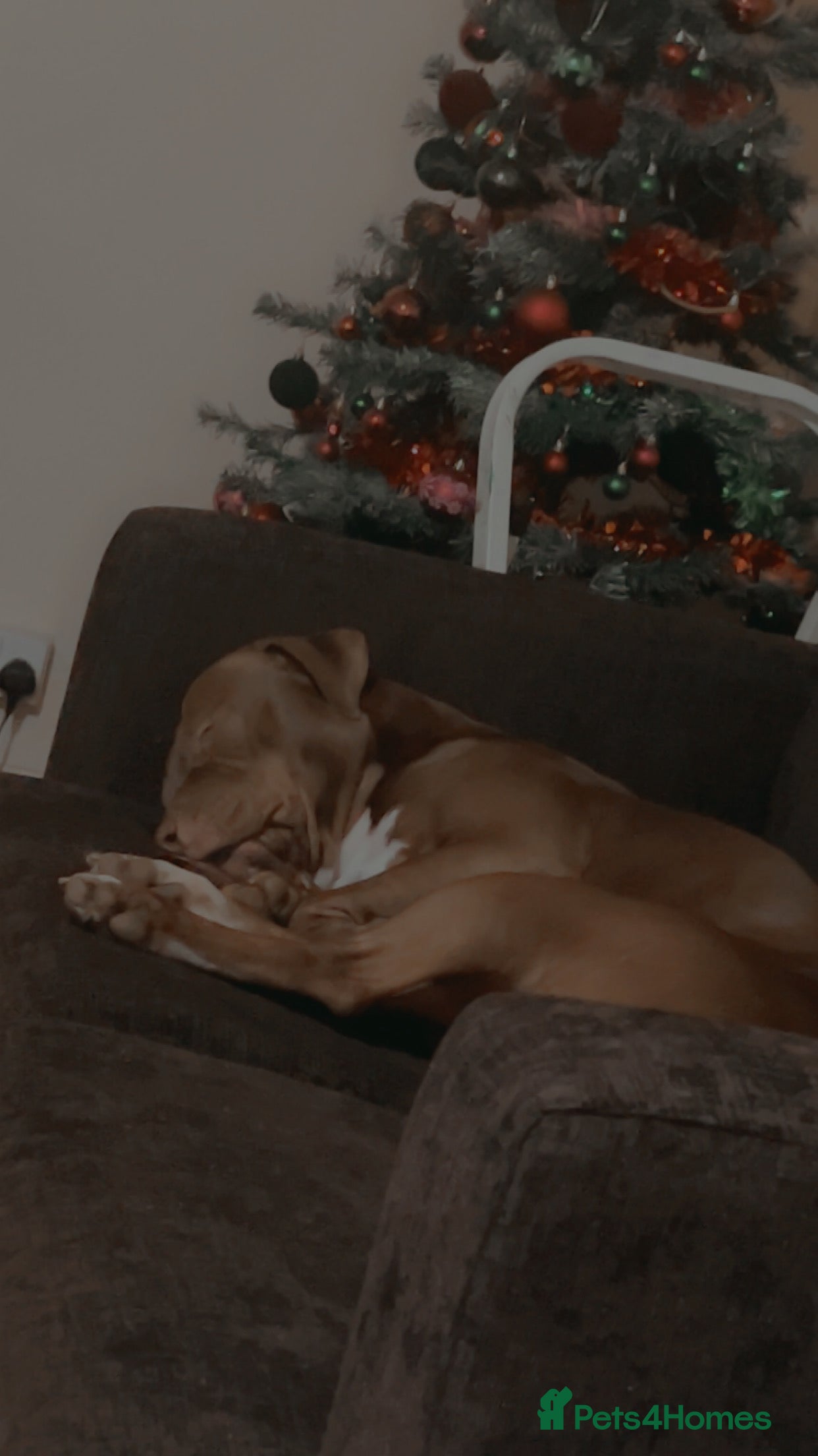 Staffordshire Bull Terrier dogs staffy cross stud only NOT SALE - Advert 3