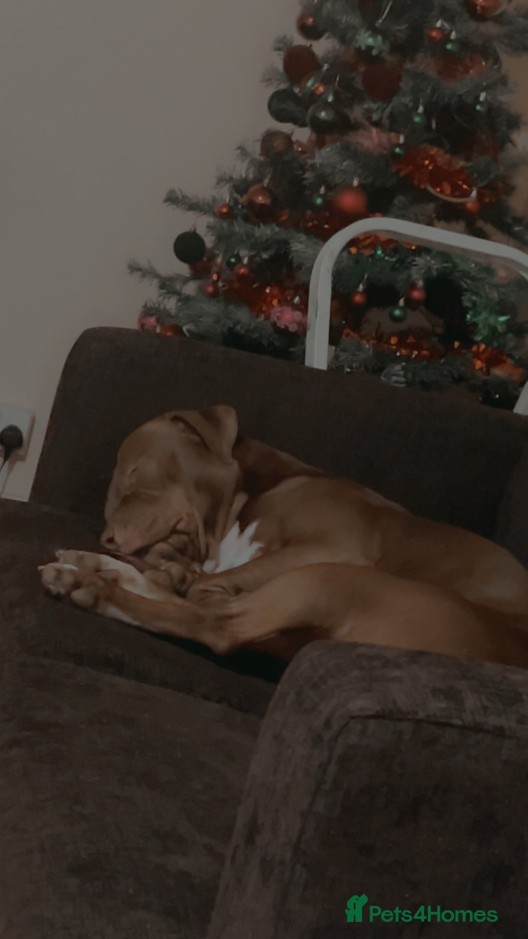 Staffordshire Bull Terrier dogs for stud: staffy cross stud only NOT SALE - Advert 1