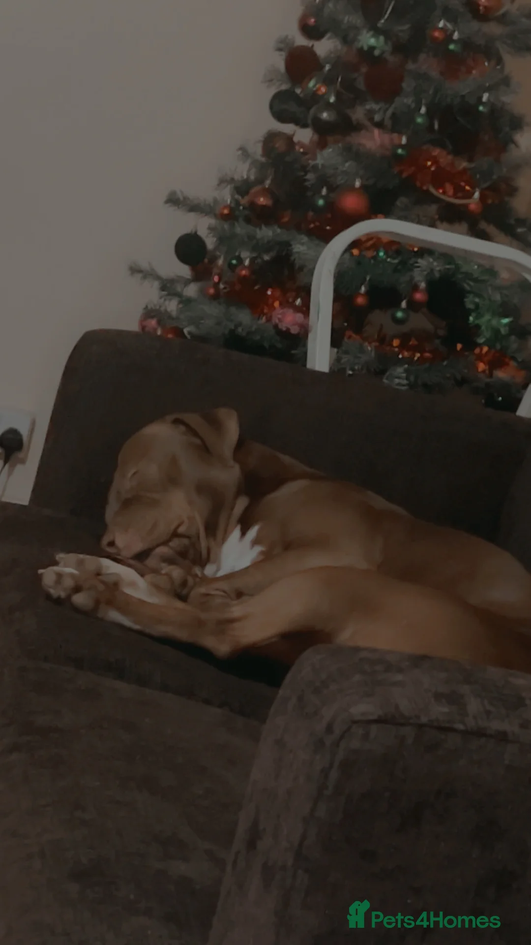 Staffordshire Bull Terrier dogs for stud: staffy cross stud only NOT SALE - Advert 1