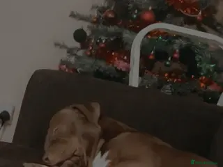 Staffordshire Bull Terrier dogs staffy cross stud only NOT SALE - Advert 7