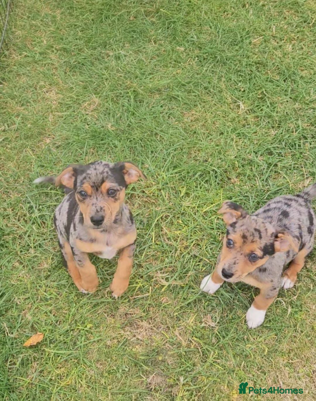 Jack Russell dogs JACK RUSSELL PUPPIES - Advert 4